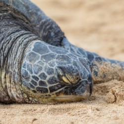 Honu eyes closed